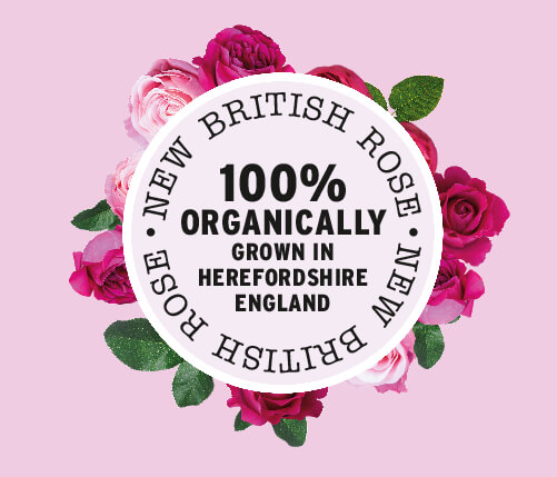 New British Rose