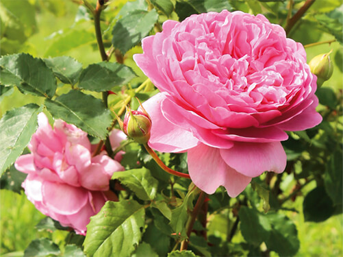 Roses