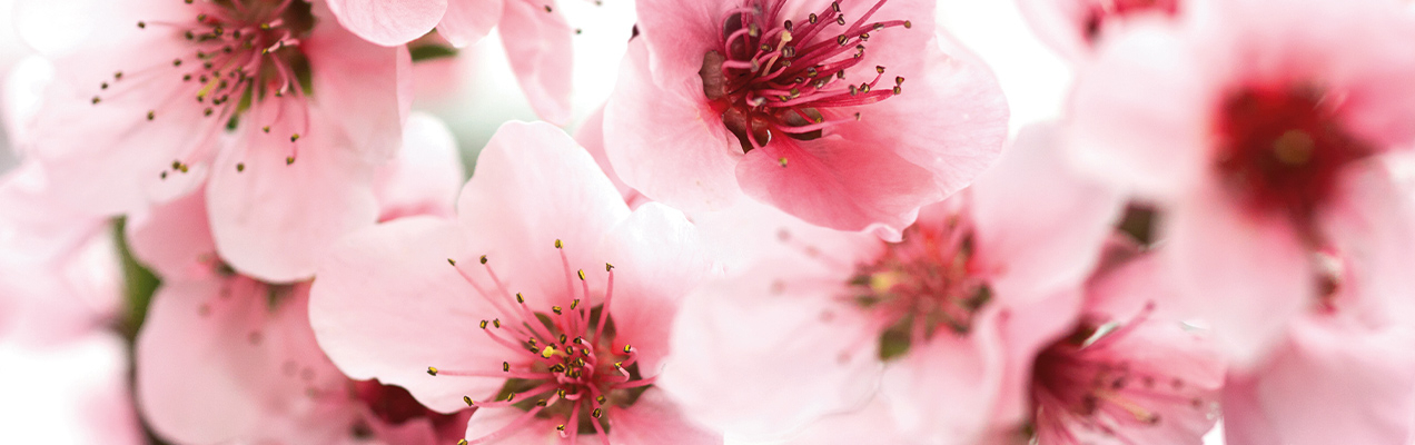 Floral Fragrances