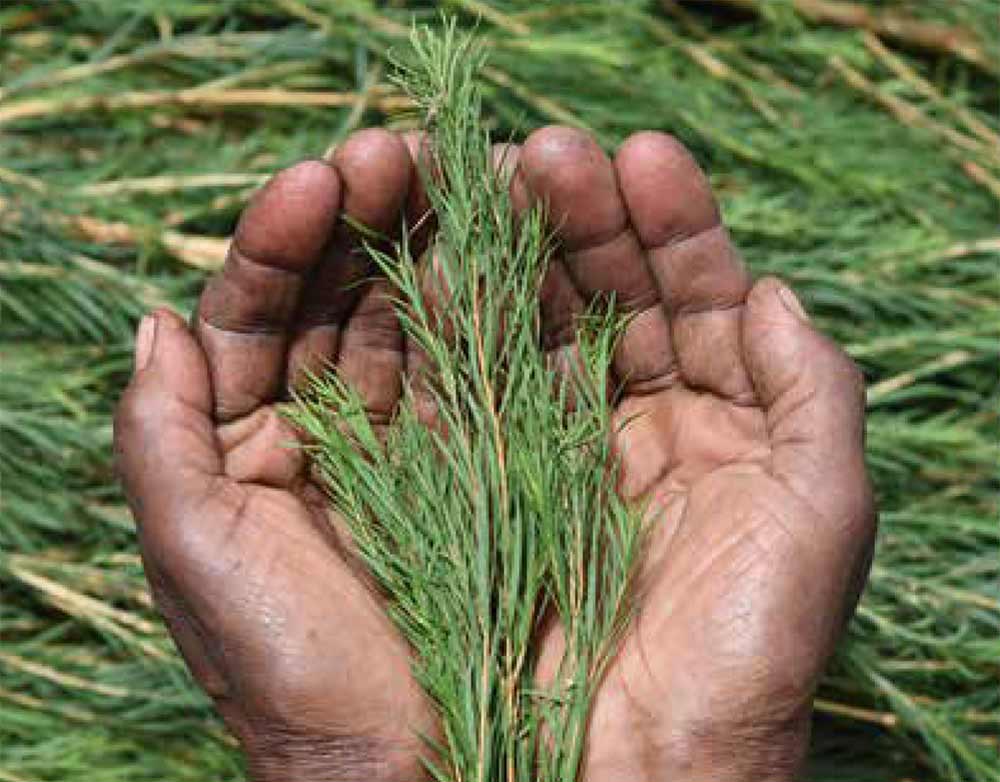 Skin Clearing Tea Tree With Community Trade Tea Tree Oil