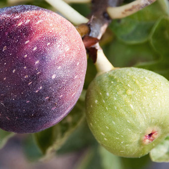 FIG EXTRACT