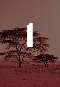 Trees landscape