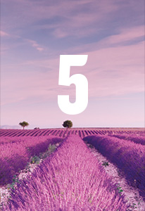 Lavender field landscape